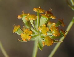 Bupleurum mundii