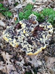 Fungi
