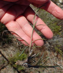 Bupleurum mundii