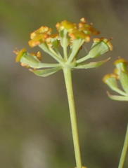 Bupleurum mundii