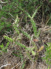 Opuntia aurantiaca