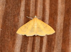 Loxomorpha flavidissimalis