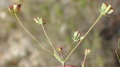 Bupleurum mundii