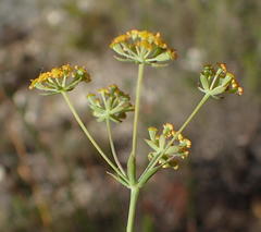 Bupleurum mundii