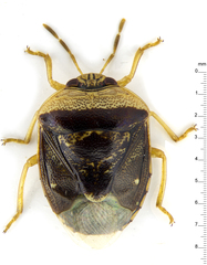 Menida