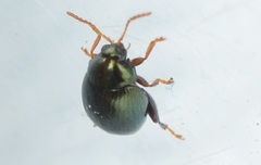 Apteropeda