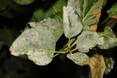 Erysiphe penicillata