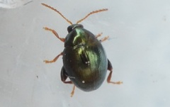 Apteropeda