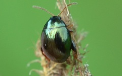 Apteropeda