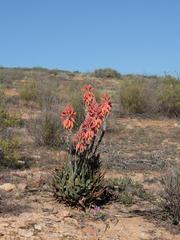 Aloe krapohliana
