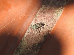 Eudiagogus episcopalis