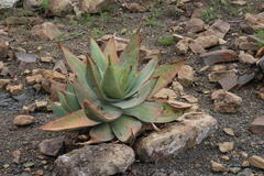 Aloe striata