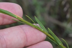 Oenothera glaucifolia