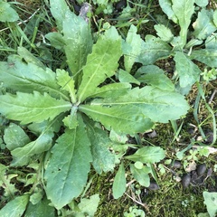 Micranthes micranthidifolia
