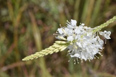Oenothera glaucifolia