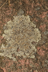 Protoparmeliopsis muralis