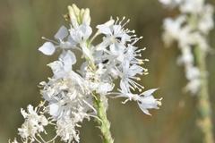 Oenothera glaucifolia