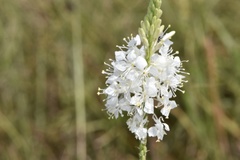 Oenothera glaucifolia