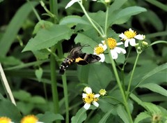 Macroglossum divergens