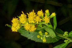 Solidago canadensis canadensis