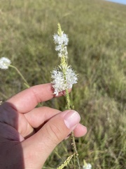 Oenothera glaucifolia