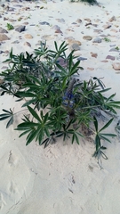 Lupinus multiflorus