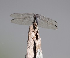 Zygonoides fuelleborni