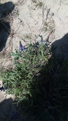 Lupinus multiflorus