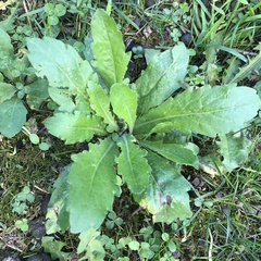 Micranthes micranthidifolia