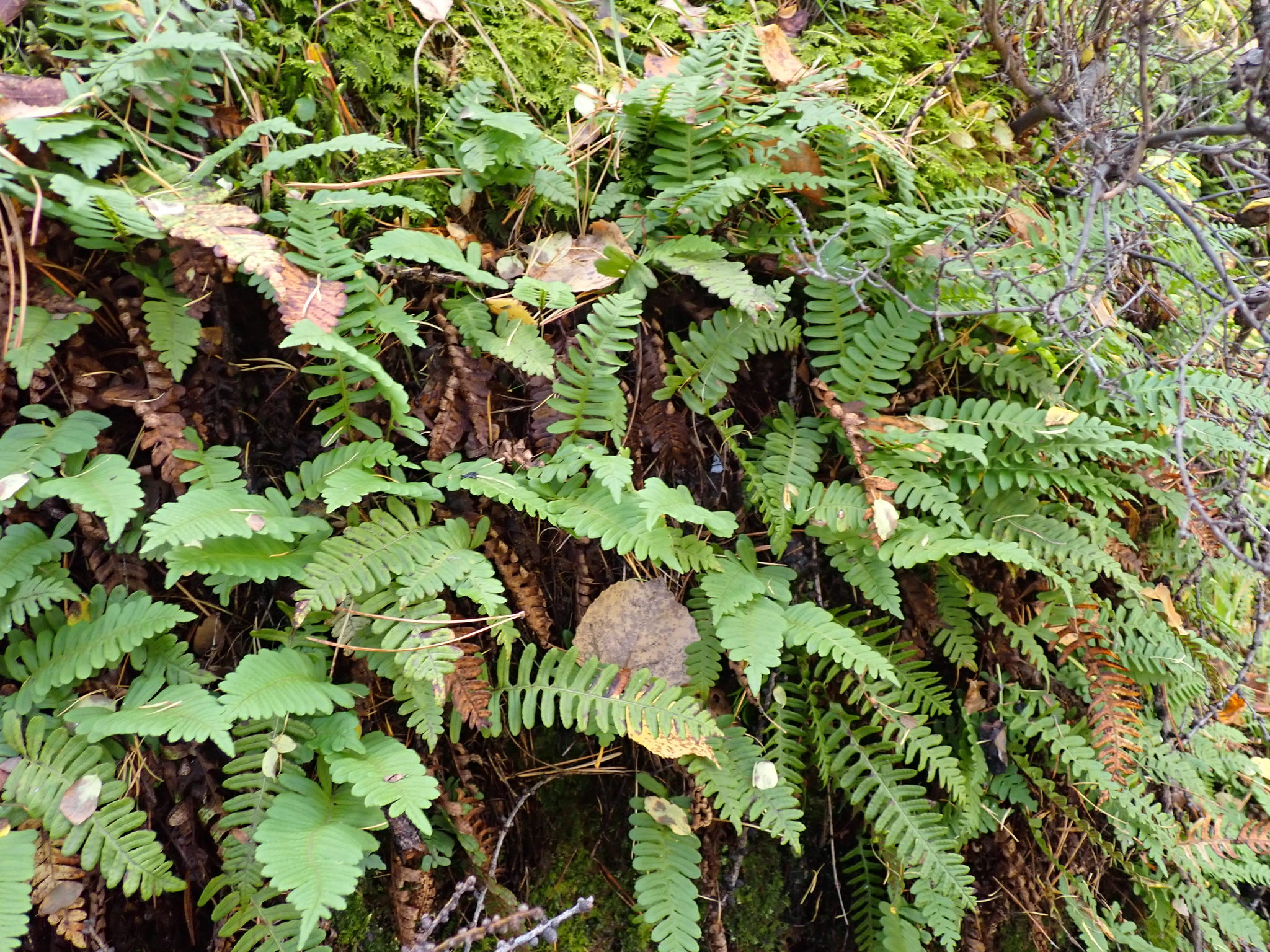 Polypodium sibiricum