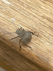 Halyomorpha halys