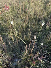 Oenothera glaucifolia