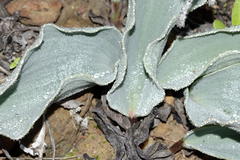 Eriospermum lanceifolium