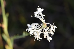Oenothera glaucifolia