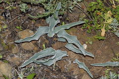 Eriospermum lanceifolium