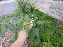 Solanum pilcomayense