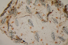 Leptosynapta inhaerens