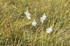 Oenothera glaucifolia