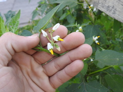 Solanum pilcomayense