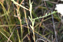 Oenothera glaucifolia