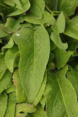 Symphytum officinale