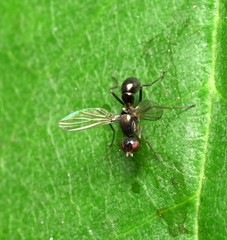 Sciomyzoidea