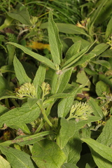 Symphytum officinale
