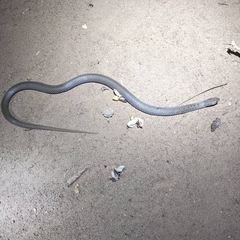 Aparallactus lunulatus