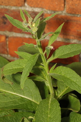 Symphytum officinale