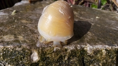 Pomacea flagellata