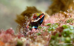 Helcogramma rharhabe