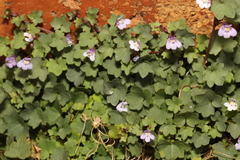 Cymbalaria muralis
