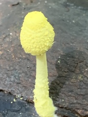 Leucocoprinus birnbaumii image
