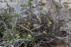 Crassula perforata perforata